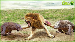 30 Moments The Lion Gets A Bitter End For Dare To Challenge The Komodo Dragon  Animal Fight [upl. by Willem104]