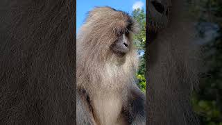 Lion Tailed Macaque Sound singlikasound cuteanimal monkeyvideo viralshorts2024 monkeylover [upl. by Tiler191]