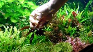 Cryptocoryne walkeri low tech növénykalauz [upl. by Fast807]