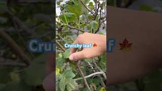 Dry fig leaves youtube figleaves crunchy [upl. by Lucky]