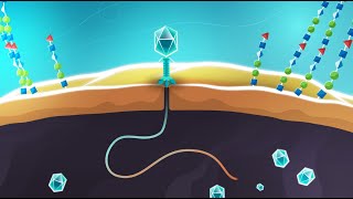 Phages vs bacteria  animation showing infection mechanisms [upl. by Mendes]