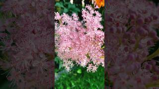 Filipendula rubra also known as queenoftheprairie flowers flower rubra [upl. by Oigroeg676]