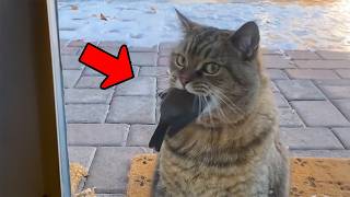 Girl Saves Crying Cat and Its Dying Bird Friend What Happens Next Is Unbelievable [upl. by Seed]