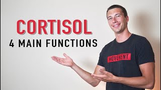 What does Cortisol Do  4 Functions of Cortisol Hormone [upl. by Leund]