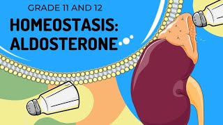 ALDOSTERONE  HOMEOSTASIS  Easy to Understand [upl. by Atirhs]