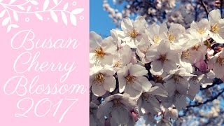 BUSAN CHERRY BLOSSOM [upl. by Llenreb]