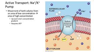 253 Transport Across the Membrane [upl. by Sumer]