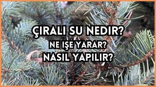 Çıra suyu hangi hastalıklara iyi gelir Air kayu bakar bermanfaat untuk penyakit apa [upl. by Ahsot916]