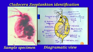 How to identify the Cladocera Zooplankton [upl. by Anul]