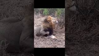 Miren cómo se rasca este león 😂 Mandevu Tinswalo lion shorts lions leão wildlife [upl. by Natanoj]