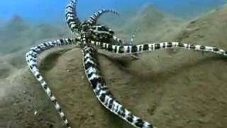 The Indonesian Mimic Octopus [upl. by Rasec]