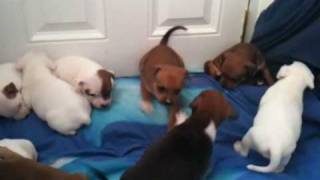 Staffy Puppys 4 weeks Old Nasty Girl Annoys Puppiez [upl. by Dex]