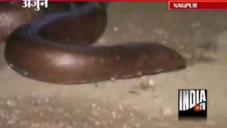 Two Nabbed In Nagpur While Selling Sand Boa Snake For Rs 5 Cr [upl. by Amsa]