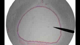 respiratory histologyavi [upl. by Anawyt]