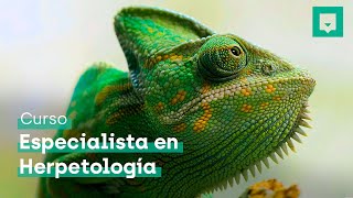 Curso de Herpetología Especialista en Anfibios y Reptiles [upl. by Formica]