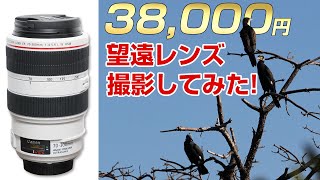 望遠レンズで、野鳥を撮影してみた！EF70300mm F4 5 6L IS USM [upl. by Agnese]