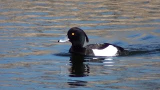 Porrón moñudo Aythya fuligula Tufted Duck [upl. by Highams799]