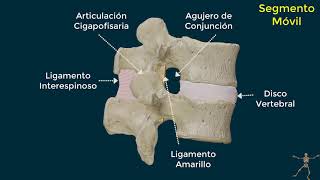 Movimiento de la columna vertebral Biomecánica de las vértebras [upl. by Enrica950]