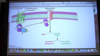 18 Biochemistry Signaling I Lecture for Kevin Aherns BB 450550 [upl. by Nemzaj]