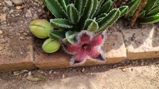 Stapelia Grandiflora has flowers  2023 [upl. by Aleck]