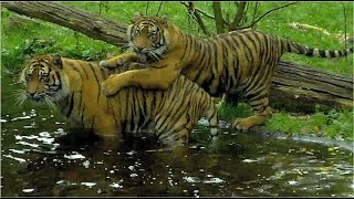 Sumatra Tigers  Berani Frankfurt Zoo  Dhjala Champrépus Normandie [upl. by Jo]