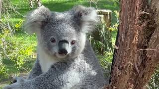 Very cute active Koala  National Zoo Canberra Australia [upl. by Hayse]