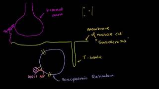 Role of the sarcoplasmic reticulum in muscle cells  NCLEXRN  Khan Academy [upl. by Hut600]