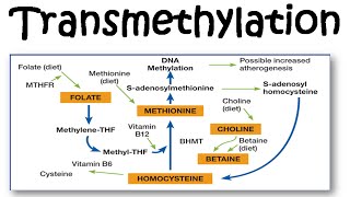 Transmethylation [upl. by Mahoney888]