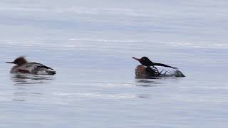 Redbreasted Merganser Mating Display [upl. by Afira]