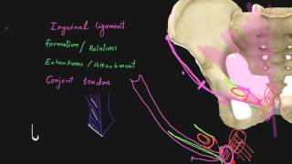 Inguinal ligament [upl. by Rior]