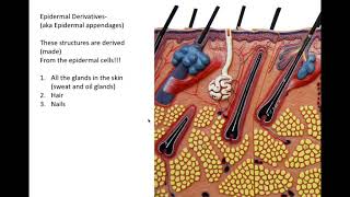 integumentary system part 2 [upl. by Asssilem]