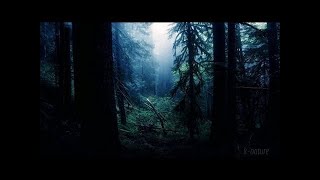 FORÊT LA NUIT – Grillons Pluie Hiboux Vent dans les Branches – Étude Sommeil Détente 🎧 100 RELAX [upl. by Kalie]