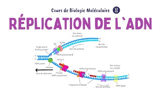 RÉPLICATION DE LADN  ACIDES NUCLÉIQUES  Biochimie Facile [upl. by Namhar879]