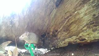 Mouse Camera Trap Footage [upl. by Ijnek]