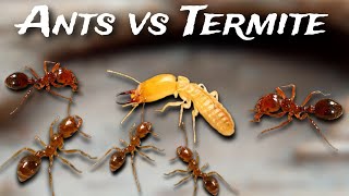 Fire Ants vs Termites  Ants sting [upl. by Riggins912]