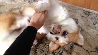 Corgi Yukis Adorable Tickle Spot [upl. by Iknarf]