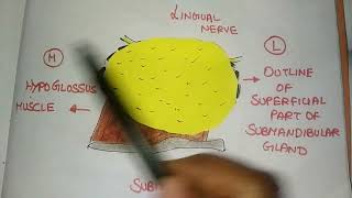 Submandibular Ganglion  Head and Neck  Anatomy in Tamil [upl. by Curry]