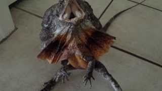 Australian frilled dragon freak out [upl. by Ahter]