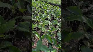 Mudas de Khaya Senegalensis no viveiro da Selva Florestal [upl. by Aydiv]