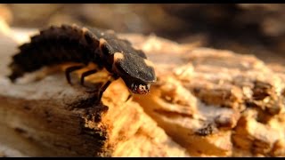 Lampyris noctiluca  Großer Leuchtkäfer  Common Glow Worm [upl. by Ybeloc140]