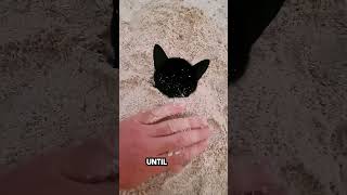 he was playing on the beach until this cat appeared 😂 [upl. by Enrobso]