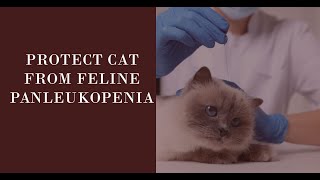 Feline Panleukopenia 🐱 A Serious Contagious Disease of Cat 🦠 [upl. by Einial]