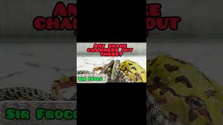 African Bullfrog Trying to Eat a Big Snake LIVE FEEDING Please like and Subscribe frog [upl. by Parik]