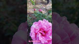 Rose plants Care TipsMy Village Garden [upl. by Koral709]