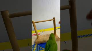 Bird Training  Smart lovebird Parrot  Smart Little Cute Parrot training smartparrot cute [upl. by Deni]