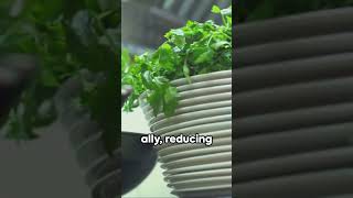 Watercress BENEFITS Top 10 Amazing and Health Benefits for GUT HEALTH9 shorts [upl. by Ahsuatal159]