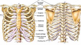 Two Minutes of Anatomy Ribcage [upl. by Leroi]