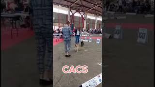 Exposition Canine Internationale Limoges 2024 [upl. by Zoltai]