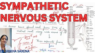 Sympathetic Nervous System Sympathetic trunk paravertebral prevertebral ganglion [upl. by Cate]