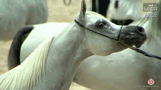 El Jadida 2024 Moroccan Arab Horse Breeders Cup SMC [upl. by Jenelle]